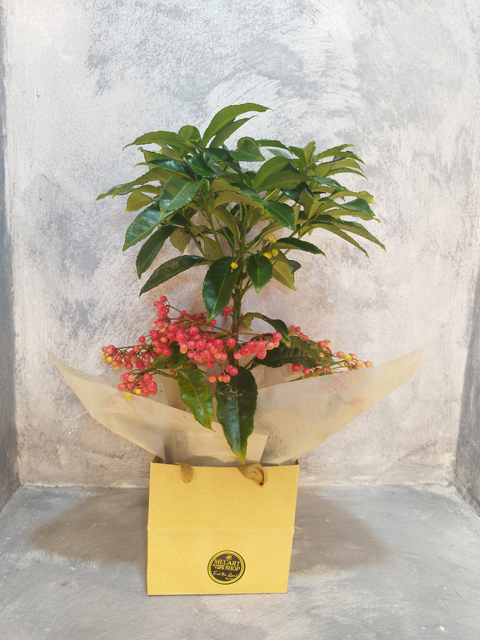 Ardisia