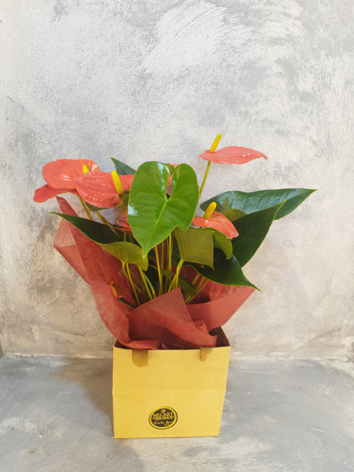Anthurium