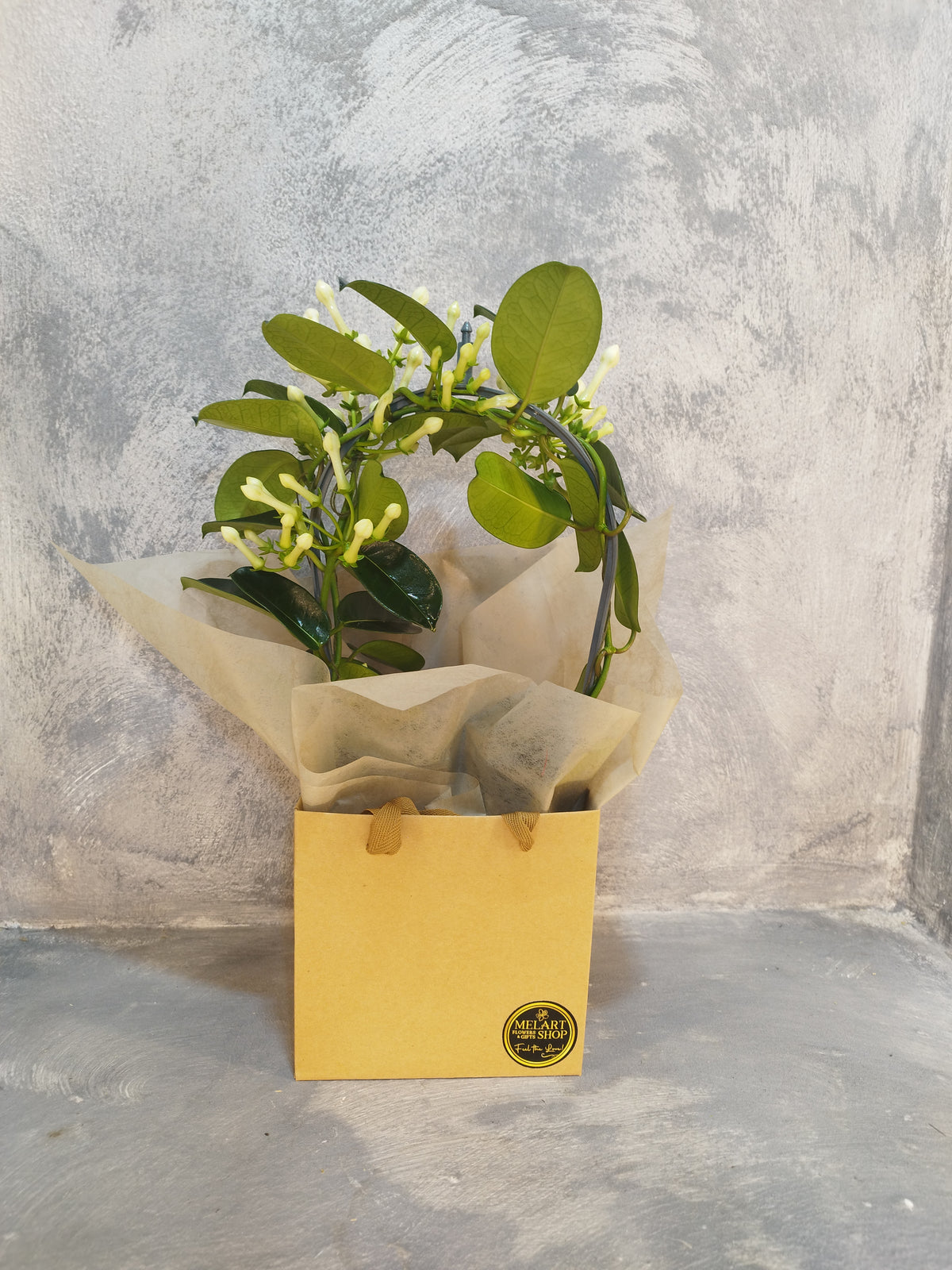 Stephanotis