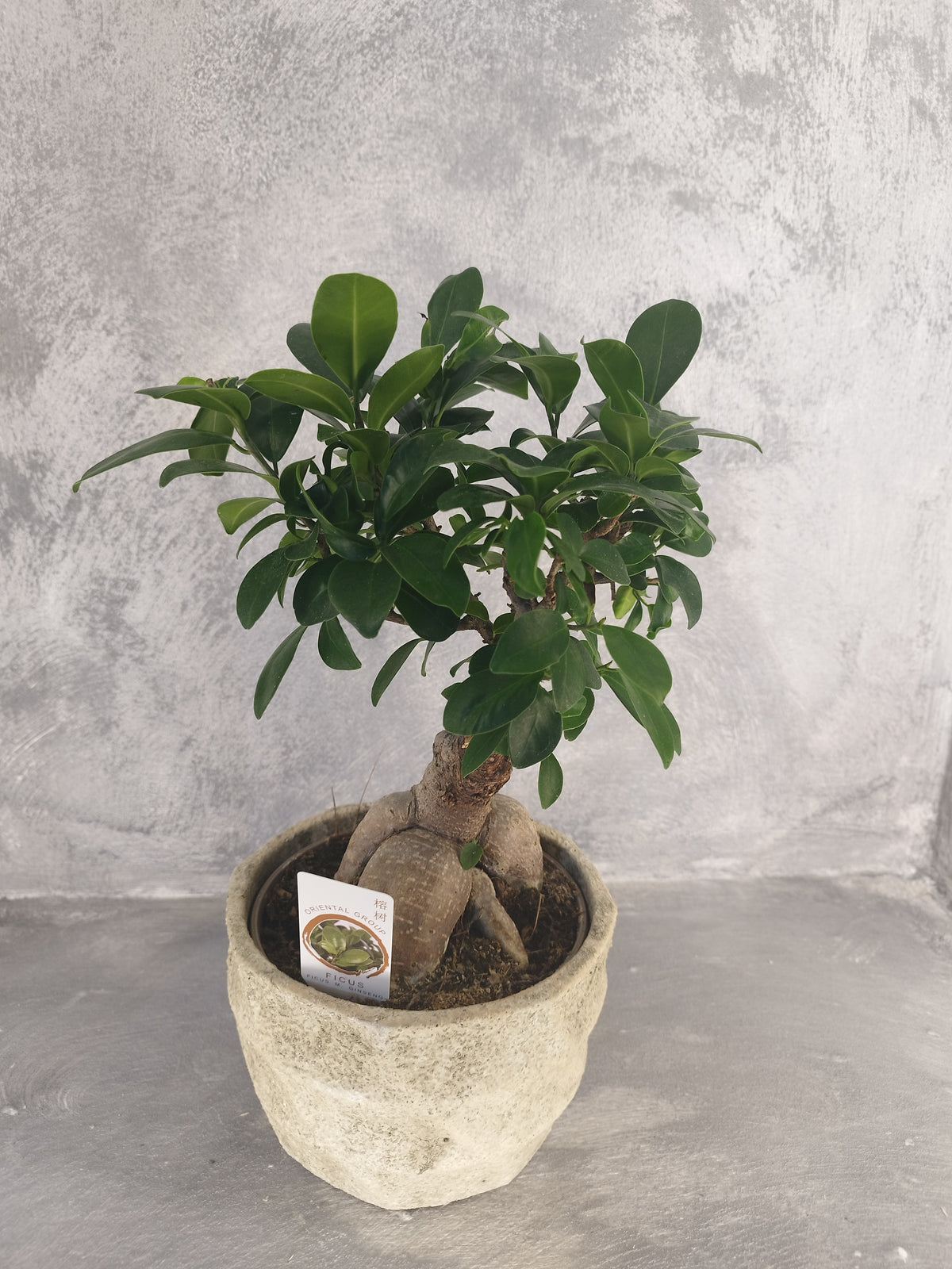 Bonsai Ginseng