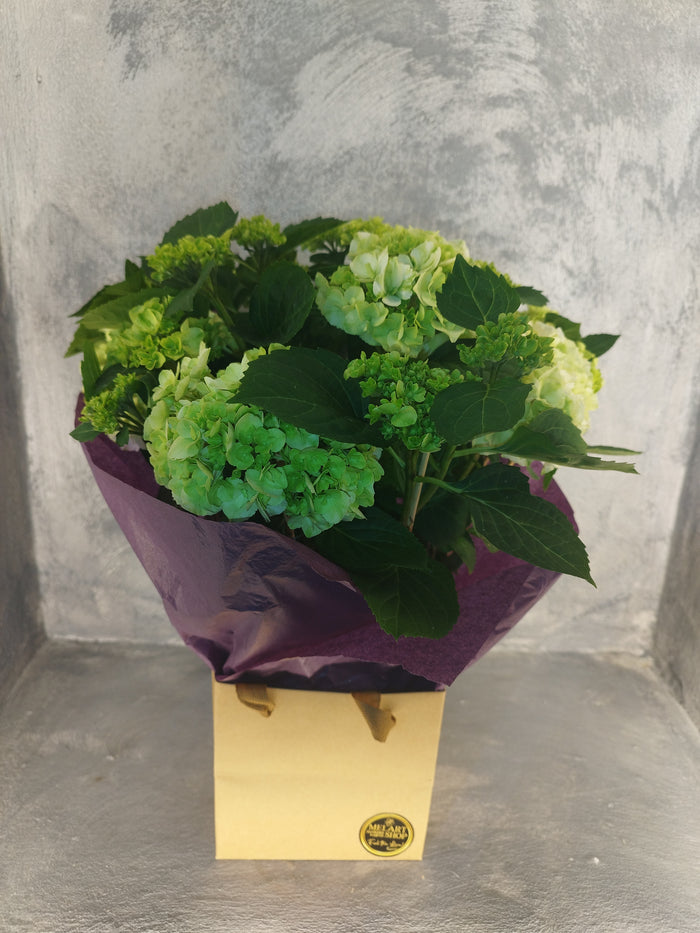 Hortensie