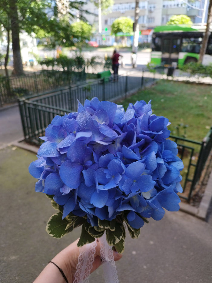 Buchet Nasa 5