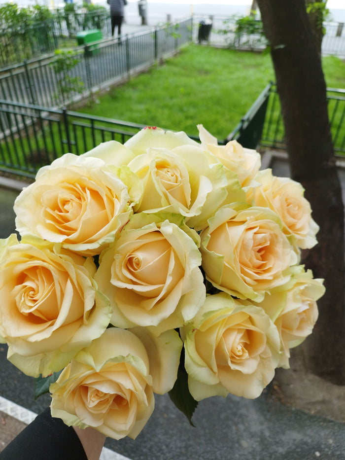 Buchet 11 Trandafiri