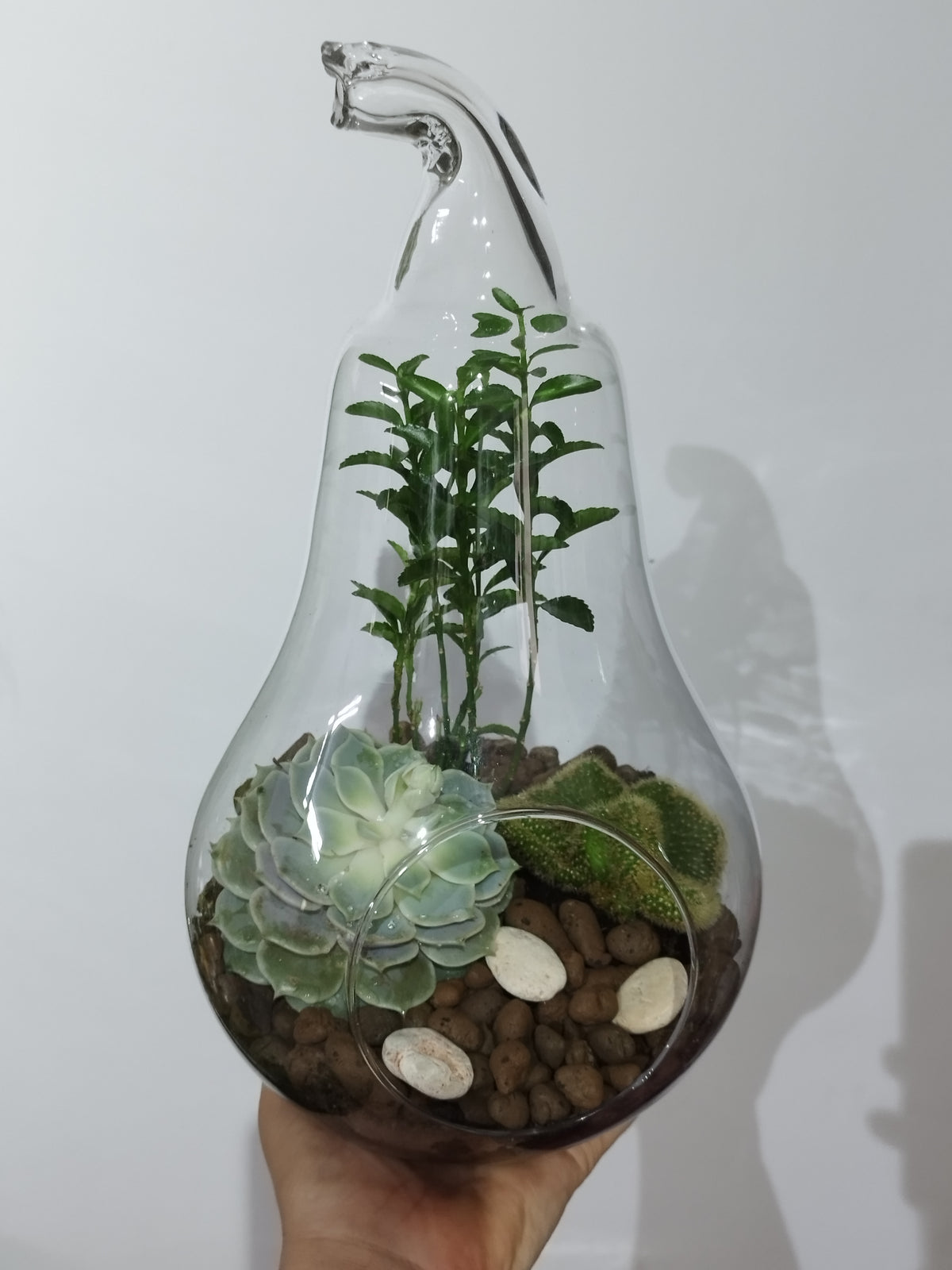 Terariu Plante in Vas de Sticla